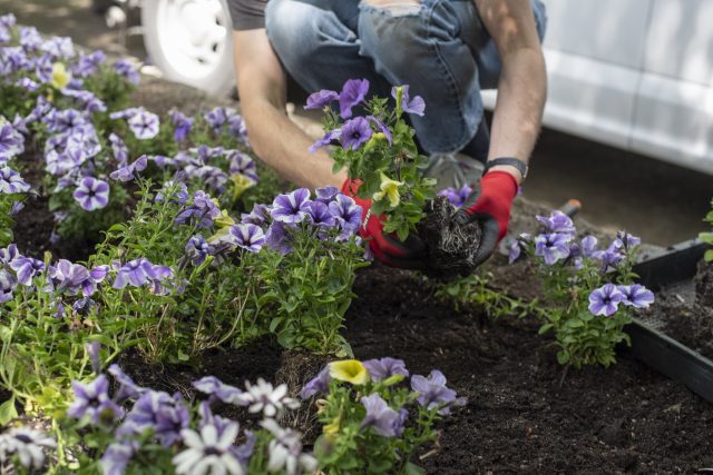 events-freeway-park-bulb-planting-volunteer