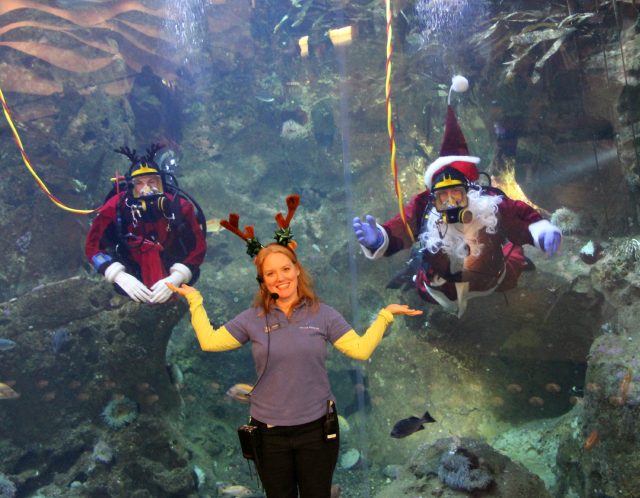 diving santa