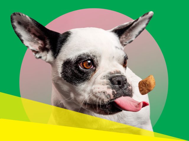 Dog eating a treat on a green background