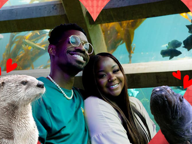 events-after-hours-aquarium-v-day