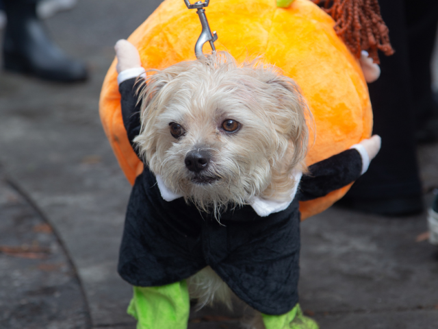 events-howloween-bell