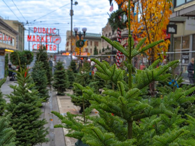 Pines on Pike Christmas Tree Lot
