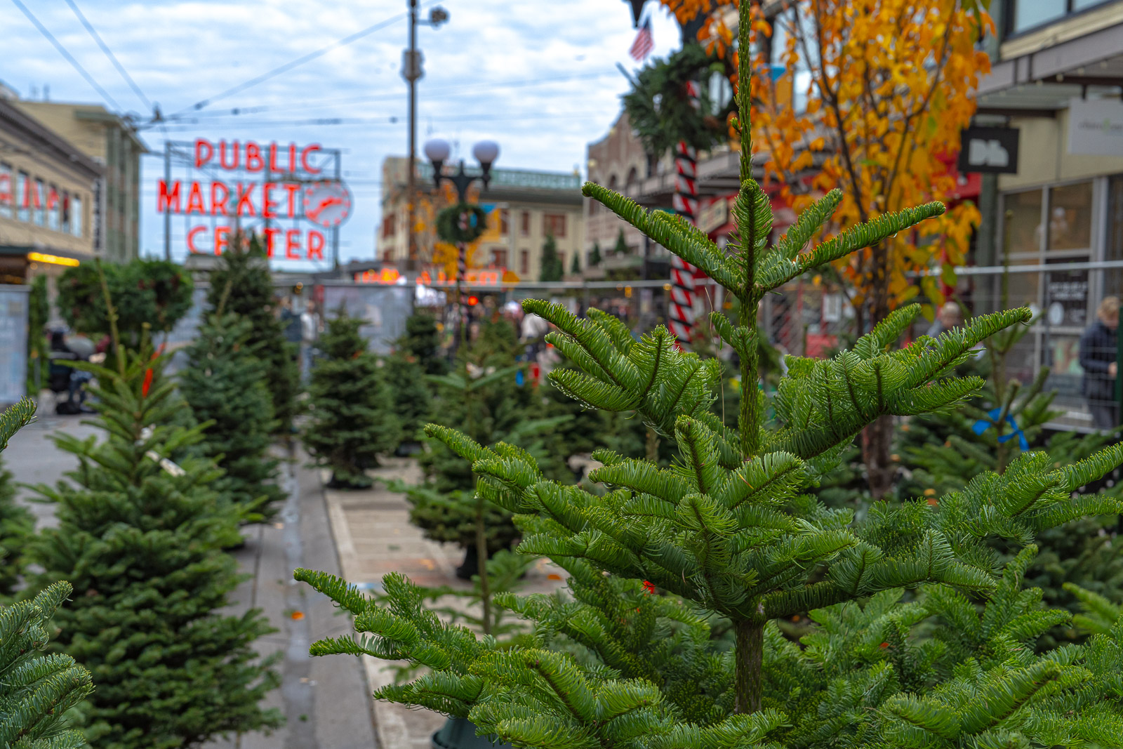 Pines on Pike Christmas Tree Lot
