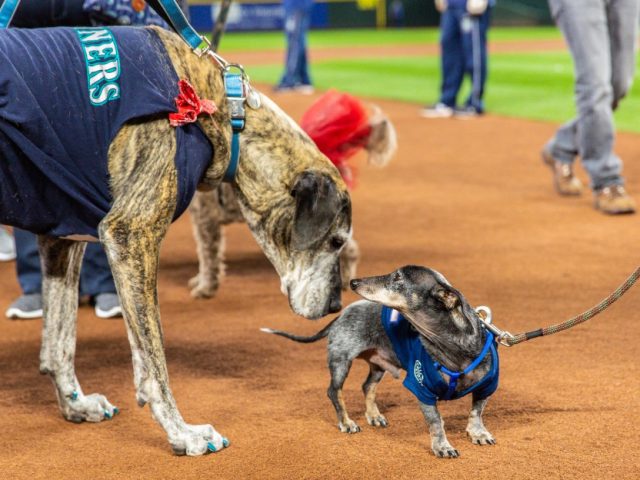 events-bark-at-the-park